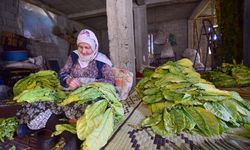 250 hanelik köy tütün ekimi yaparak geçimini sağlıyor 