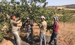 Adıyaman’da Antep Fıstığı hasadı başladı