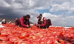 Bitlis’ten Avrupa’ya domates