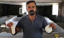 Diyarbakır’da günde 8 ton sütten 1 ton peynir üretiyorlar