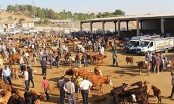 Diyarbakır’da şap hastalığından ölen hayvan var mı?