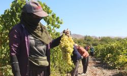 Elazığ’ın üzüm köyünde hasat başladı