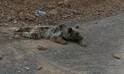 Hakkari'de yaralanan ayı tedaviye alındı