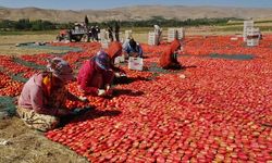 Kurutmalık domateste hasat sürüyor