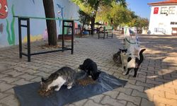 Diyarbakır’daki belediyeden takdirlik proje!