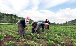 Dünya Kadın Çiftçiler Günü: Türkiye’de kaç kadın çiftçi var?