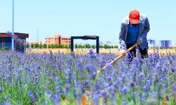 Diyarbakır’ın mis kokulu parkı: Lavanta Bahçesi