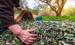 Sofralık zeytin ihracatı 100 bin tonu aştı