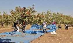 Diyarbakır’da fıstık üreticileri bu yıl umduğunu bulamadı