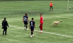 Ardahan'da köpekler sahaya girdi, hakem maçı durdurdu