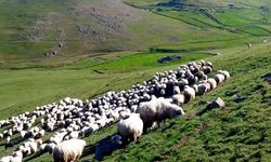 Çobanlar uyurken 330 koyun çalındı: 3 gözaltı
