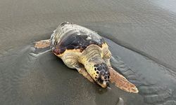 Nesli tükeniyor! Ölü caretta caretta sahile vurdu