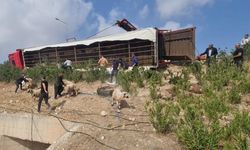 Urfa’da koyun yüklü TIR devrildi: 80 koyun öldü
