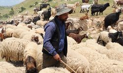 Bakan açıklıyor Diyarbakırlı çobanlar da yararlanıyor