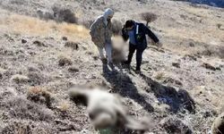 Kurtlar sürüye saldırdı: Çok sayıda koyun ölü ve kayıp