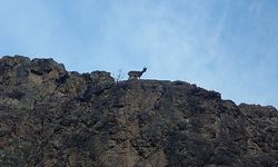 Erzurum’da dağ bayır demeden geziyorlar görenleri büyülüyorlar