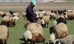 Kars Kafkas Üniversitesi'nde çoban krizi