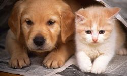 Diyarbakır’da kaç kedi-köpek aşılandı? Kaç kimlik verildi?