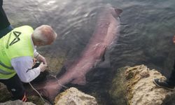 Kıyıya vuran 4 metrelik köpek balığı hakkında yeni gelişme