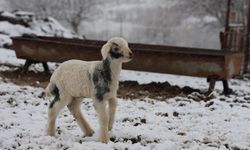 Yeni yılın ilk kuzuları dünyaya geldi