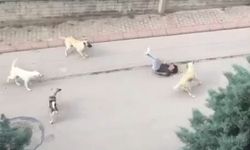 Köpek saldırısına uğrayan kadın ayağa kalkamaz oldu