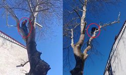 Polisi gören hırsız kedi gibi ağaca tırmandı
