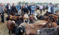 Şap hastalığından kapalıydı! Hayvan pazarı açıldı