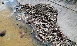 Adana’da sulama kanalında at ve eşek eti kalıntıları bulundu
