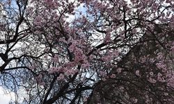 Diyarbakır’da doğa uyandı: Ağaçlar 'Şubat' demedi, çiçek açtı