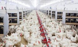 TÜİK açıkladı! Tavuk yumurtası üretimi arttı
