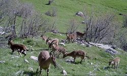 Diyarbakır’da dağ keçileri böyle görüntülendi