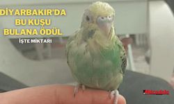 Diyarbakır’da bu kuşu bulana ödül! İşte miktarı