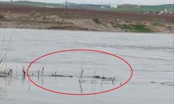 Diyarbakır'da nesli tehdit altında! Dicle Nehri’nde görüldü