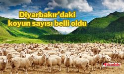 Diyarbakır’daki koyun sayısı belli oldu!