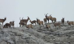 Diyarbakır'da sürü halinde ortaya çıktılar: O anlar kamerada!