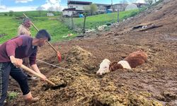 Diyarbakır’da inek yavrusu böyle kurtarıldı