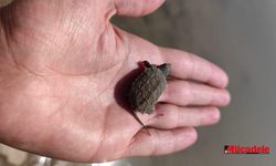 Diyarbakır'da kaplumbağanın minik yavrusu görüldü