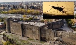 Diyarbakır'ı sinek bastı! Büyükşehir'e çağrı