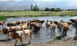 Erzincan'da 40 bin lira maaşla çoban bulunmuyor! Köylüler nöbetleşiyor