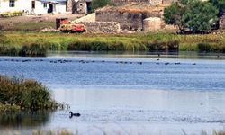 Doğanın çöpçüsü bu kez Kars'ta görüldü