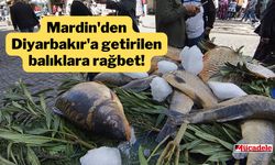 Mardin'den Diyarbakır'a getirilen balıklara rağbet!