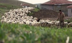 Öğretmenliği bıraktı, köyünde koyun yetiştiriciliğine başladı