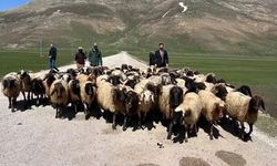 Yerlisi bulunamadı! Hakkari'ye İran'dan ithal çoban