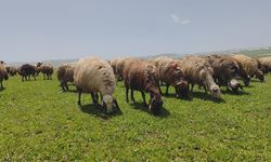 Besiciler Süphan Dağı’na çıkmaya başladı