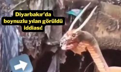 Diyarbakır’da boynuzlu yılan görüldü iddiası!