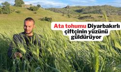 Diyarbakır’da bu yıl ekildi! Çiftçinin yüzünü güldürüyor
