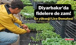 Diyarbakır’da fidelere de zam! En yükseği Lice Domatesi