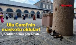 Ulu Cami’nin maskotu oldular! Çocuklar onları çok sevdi