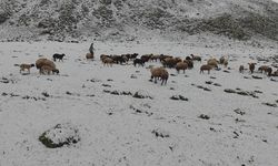 Yaz gelmeden kar geldi besiciler zor anlar yaşadı