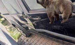 Bunu yapsa yapsa bir ayı yapar: Tunceli’de ayı saldırısı